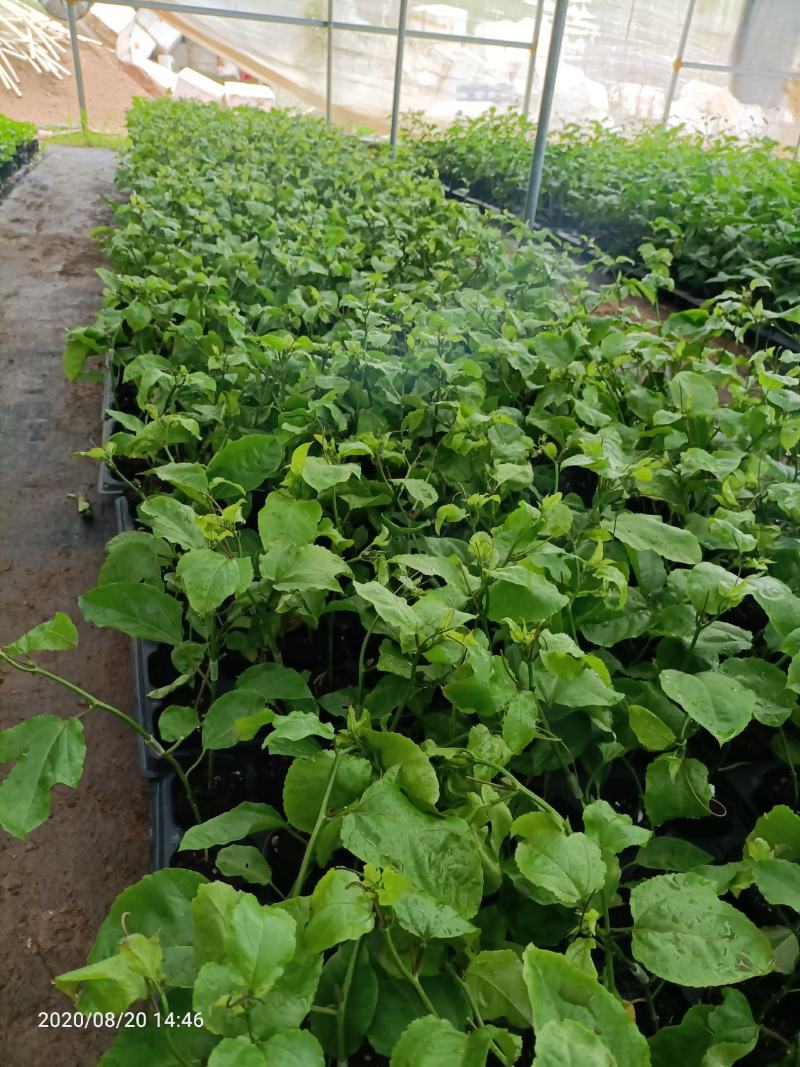 蜂蜜味黄金百香果苗甜度高基地直发量大从优