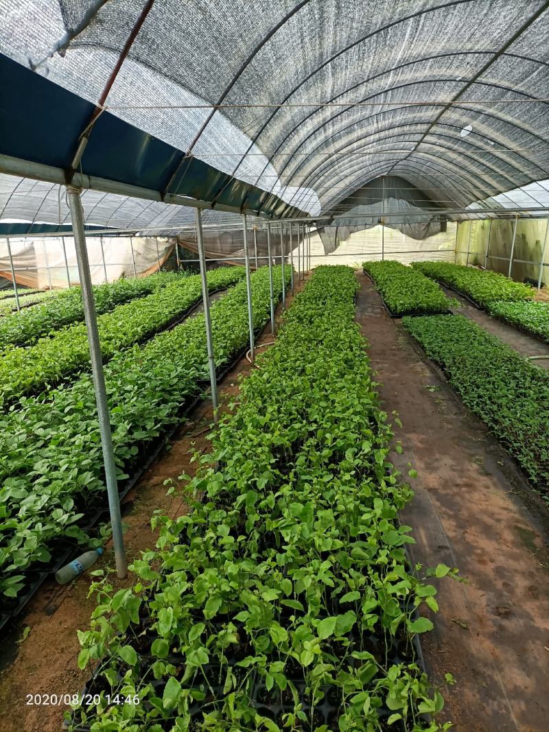 蜂蜜味黄金百香果苗甜度高基地直发量大从优