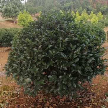 高杆茶梅树茶梅球茶梅苗1到10公分树产地直销