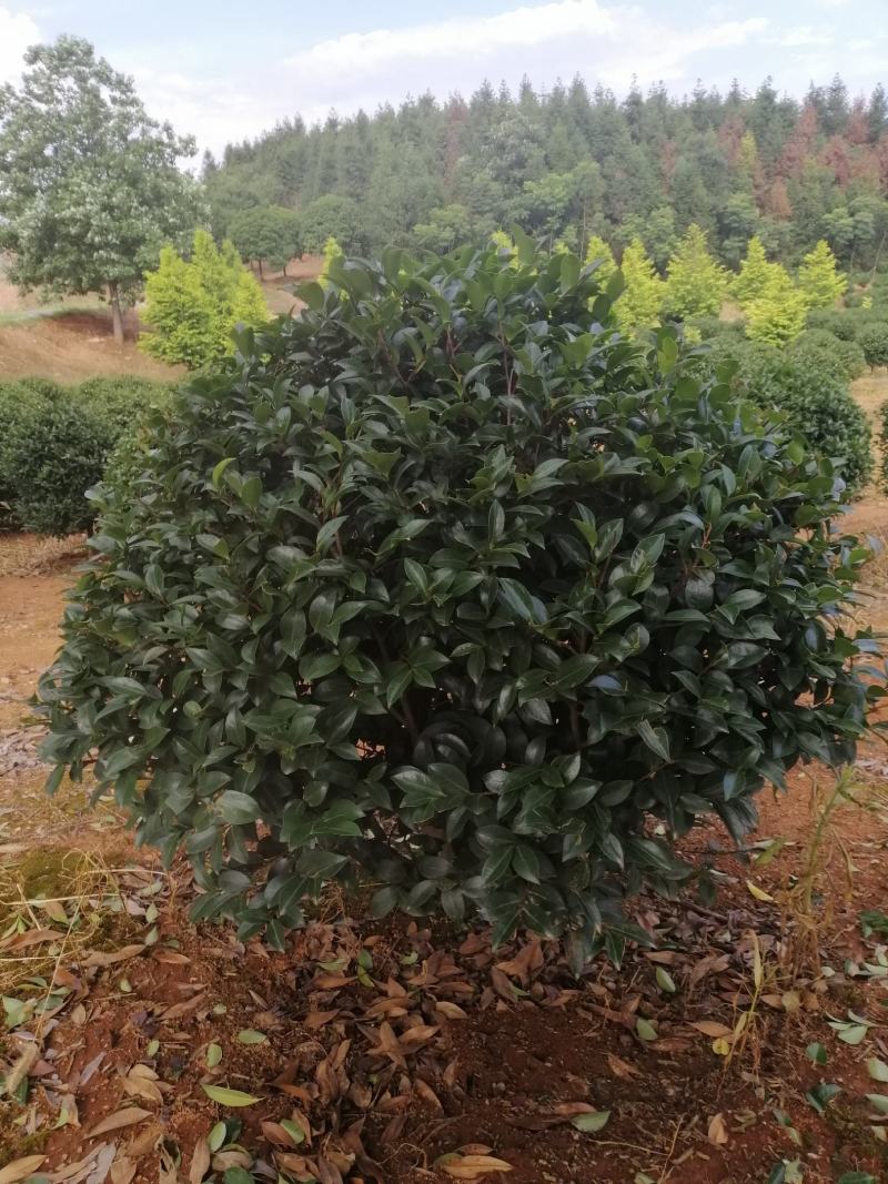 高杆茶梅树茶梅球茶梅苗1到10公分树产地直销