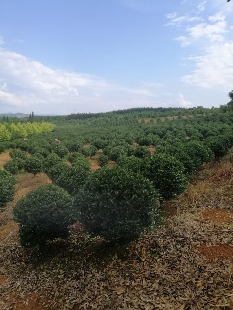 高杆茶梅树茶梅球茶梅苗1到10公分树产地直销