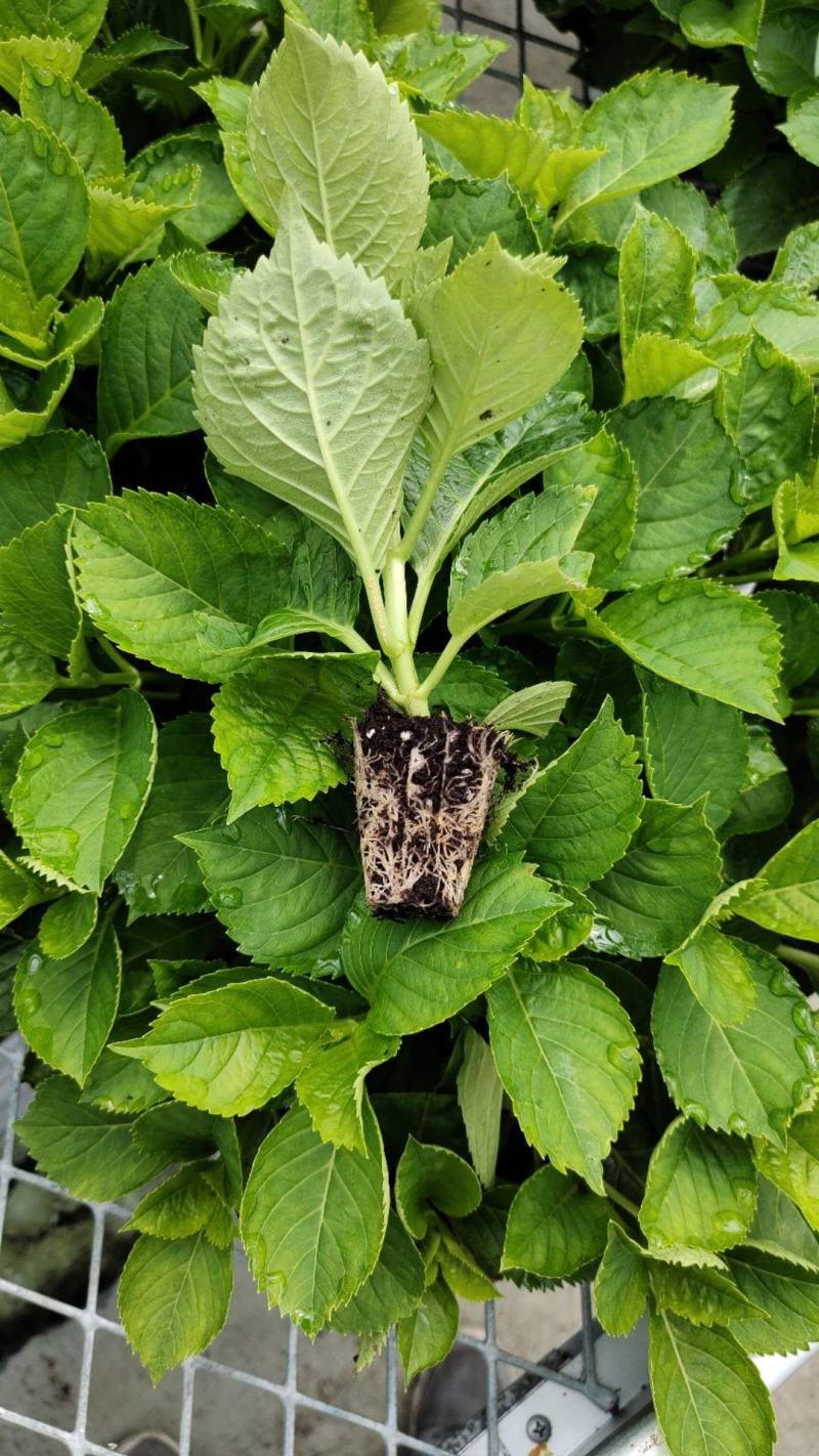 无尽夏绣球重瓣绣球八仙花夏天花卉林下花卉多年生花卉