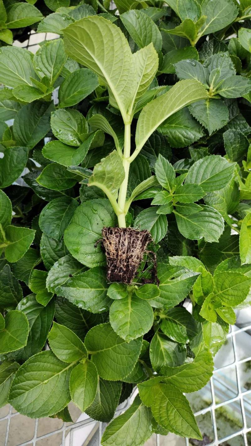 无尽夏绣球重瓣绣球八仙花夏天花卉林下花卉多年生花卉
