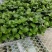 无尽夏绣球重瓣绣球八仙花夏天花卉林下花卉多年生花卉