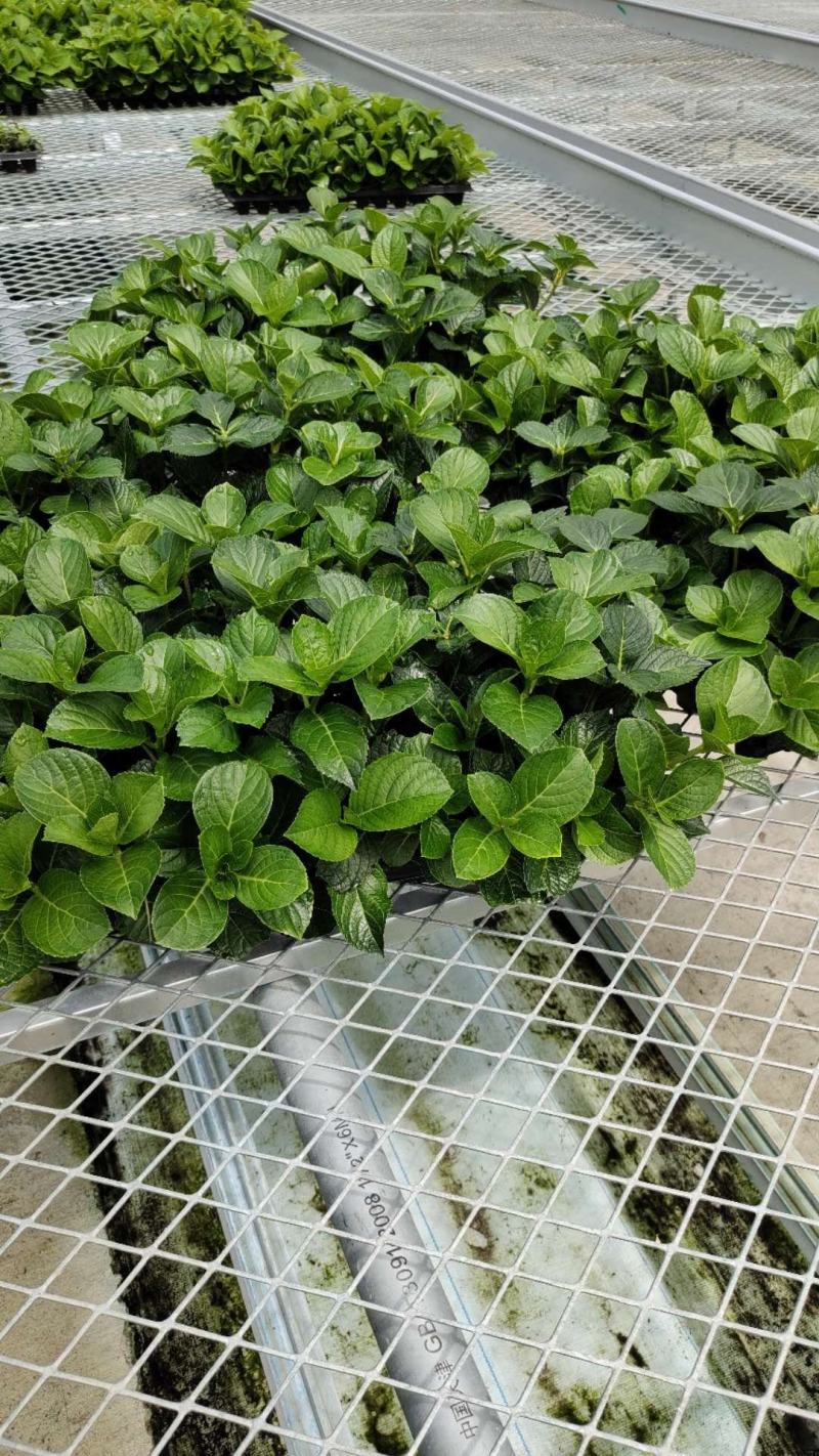 无尽夏绣球重瓣绣球八仙花夏天花卉林下花卉多年生花卉
