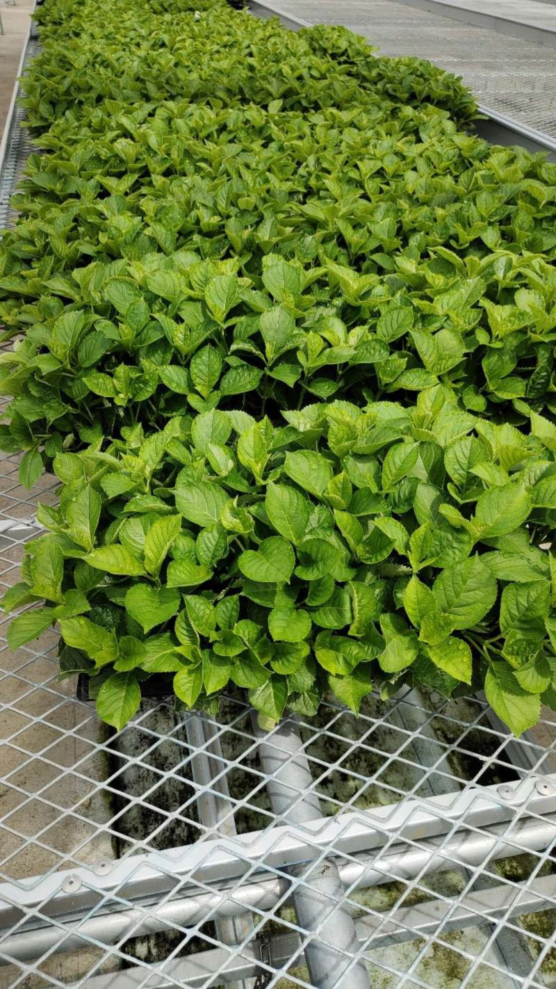 无尽夏绣球重瓣绣球八仙花夏天花卉林下花卉多年生花卉