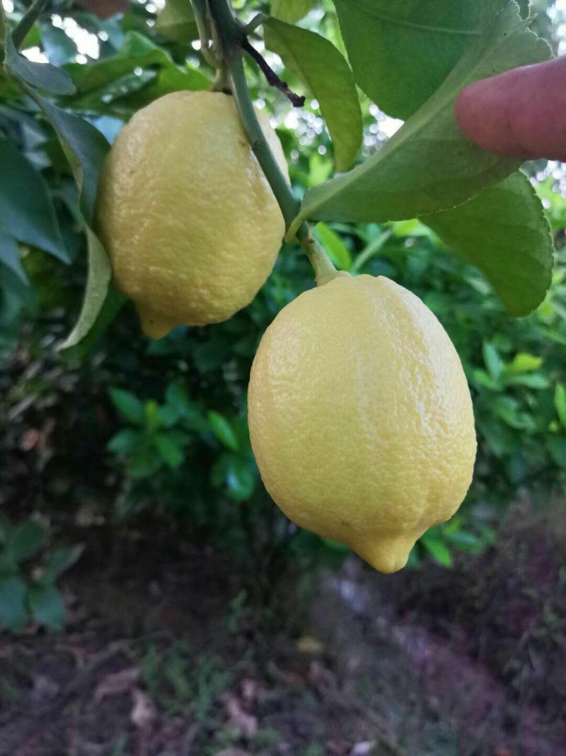 柠檬，欢迎新朋友订购。安岳柠檬，大量出货，有机品质，