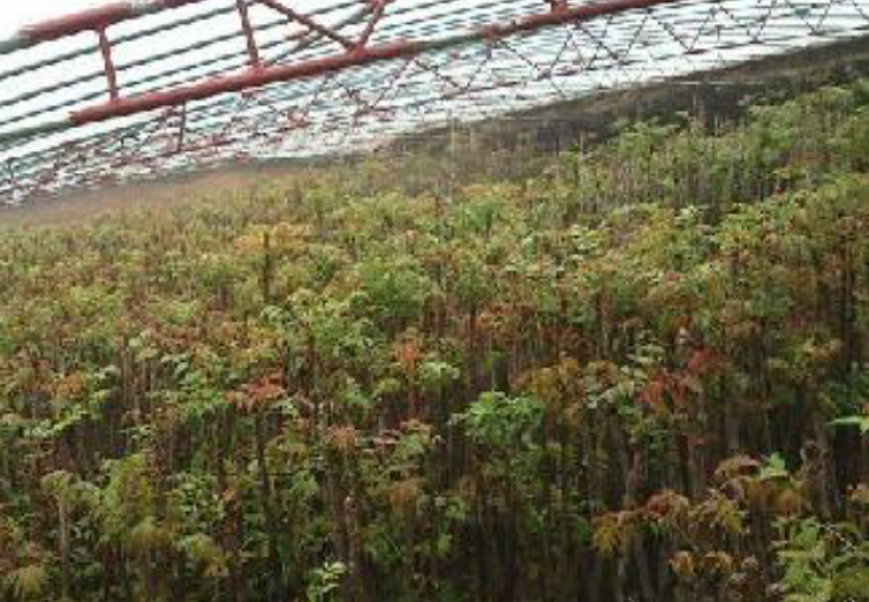 正宗的紅油香椿种子春秋播种品种种子亩用量4斤种子
