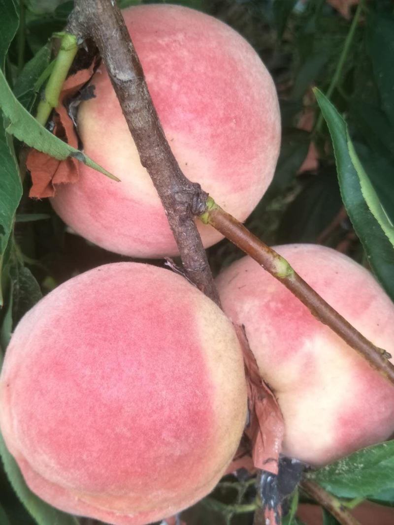 毛桃，永莲蜜桃，颜色红，产地直供个头大分量足，口感好！