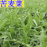 苦荬菜牧草种子，四季牧草鸡鸭鹅饲用牧草种子
