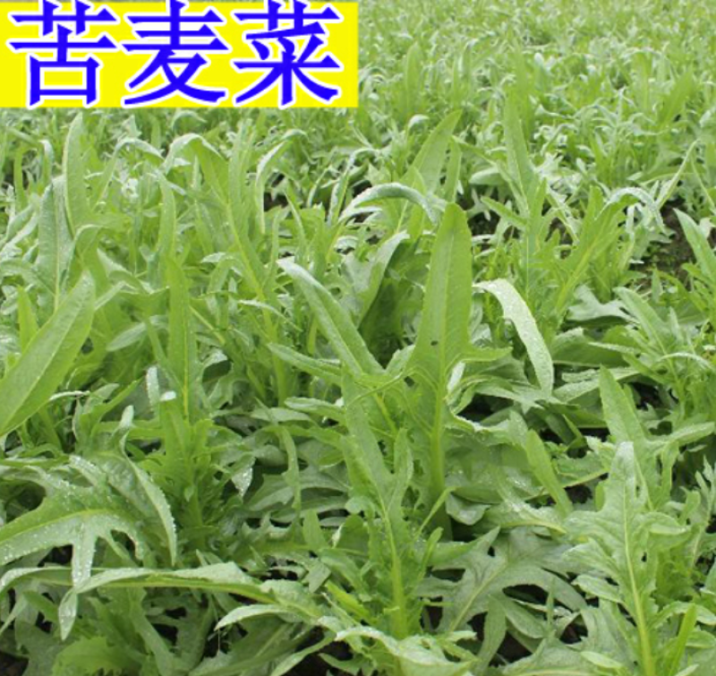 苦荬菜牧草种子，四季牧草鸡鸭鹅饲用牧草种子