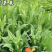 苦荬菜牧草种子，四季牧草鸡鸭鹅饲用牧草种子