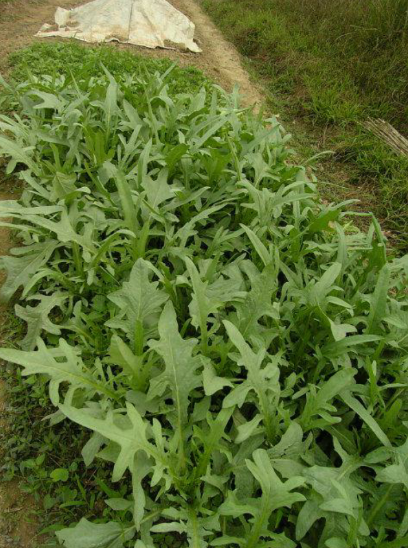 苦荬菜牧草种子，四季牧草鸡鸭鹅饲用牧草种子