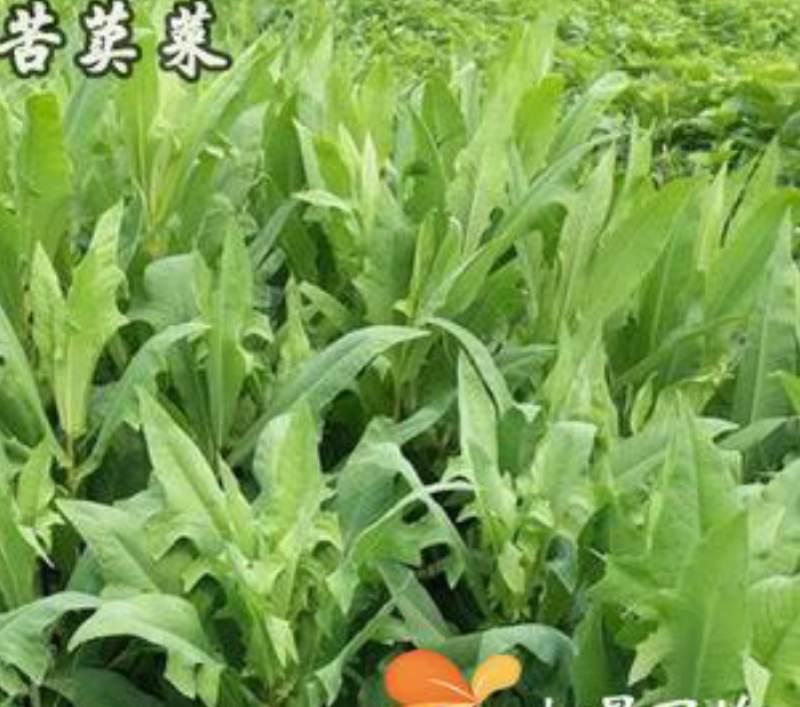 苦荬菜牧草种子，四季牧草鸡鸭鹅饲用牧草种子