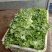 生菜绿生菜各种叶菜青叶生菜报价真实