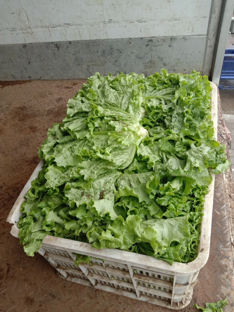 生菜绿生菜各种叶菜青叶生菜报价真实