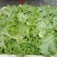 生菜绿生菜各种叶菜青叶生菜报价真实