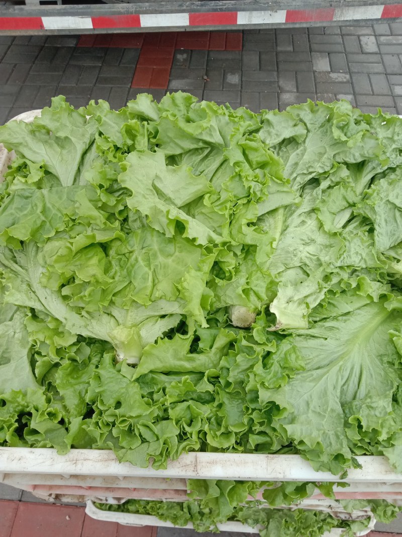 生菜绿生菜各种叶菜青叶生菜报价真实