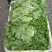 生菜绿生菜各种叶菜青叶生菜报价真实