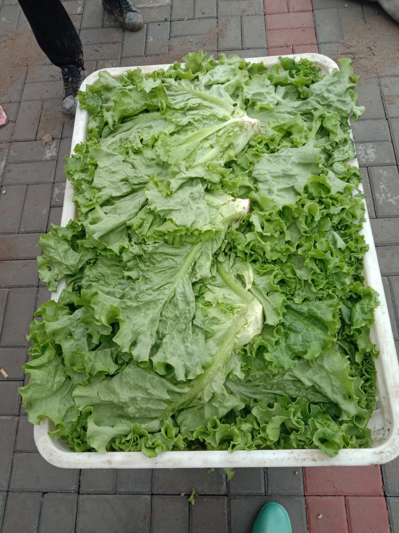 生菜绿生菜各种叶菜青叶生菜报价真实