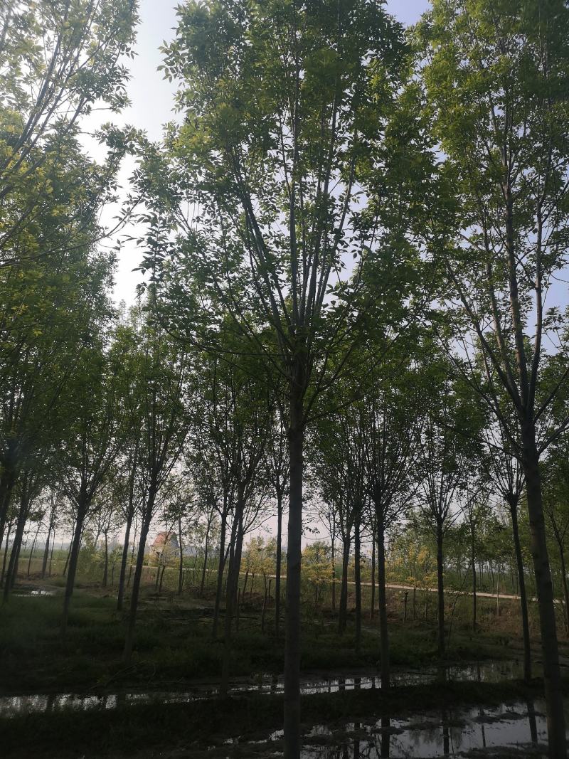 白蜡10—20公分，大量供应各种规格，欢迎新老客户来电咨