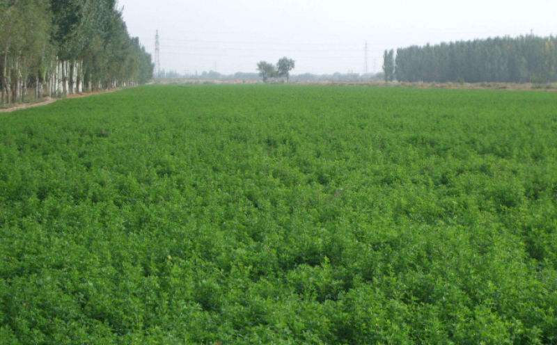 紫花苜蓿种子牧草种子耐寒能力强南北方均可播种品种
