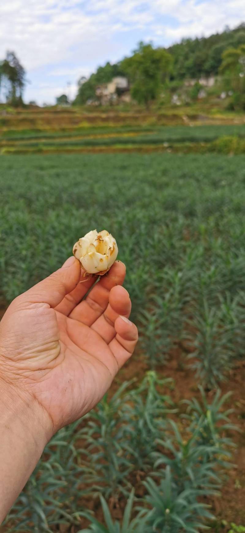 21年现挖新鲜蔬菜卷丹百合恩施富硒土地种植药食同源农产品