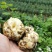 21年现挖新鲜蔬菜卷丹百合恩施富硒土地种植药食同源农产品
