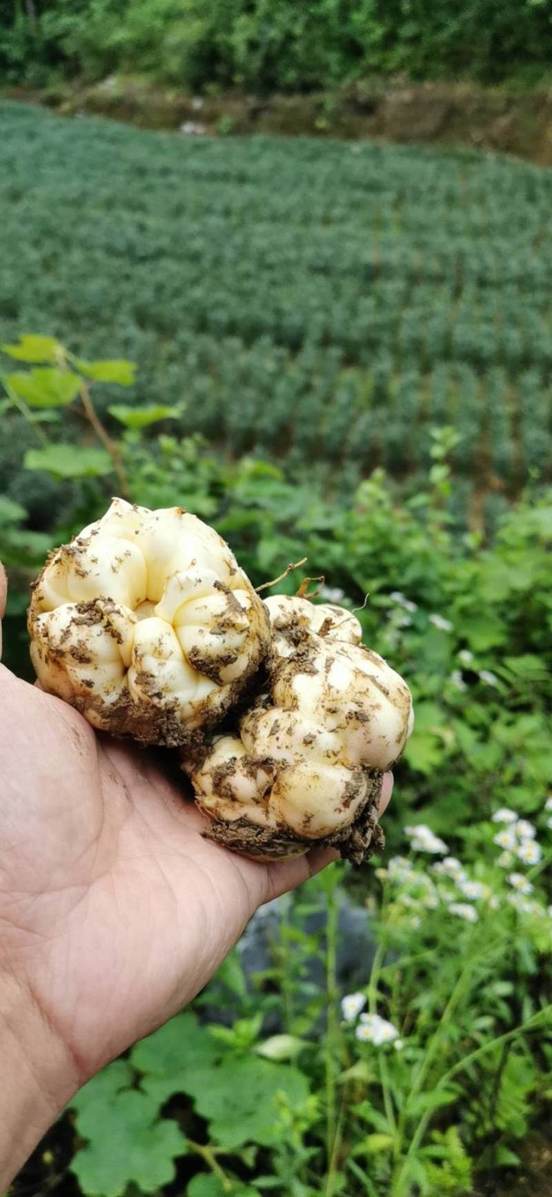 21年现挖新鲜蔬菜卷丹百合恩施富硒土地种植药食同源农产品