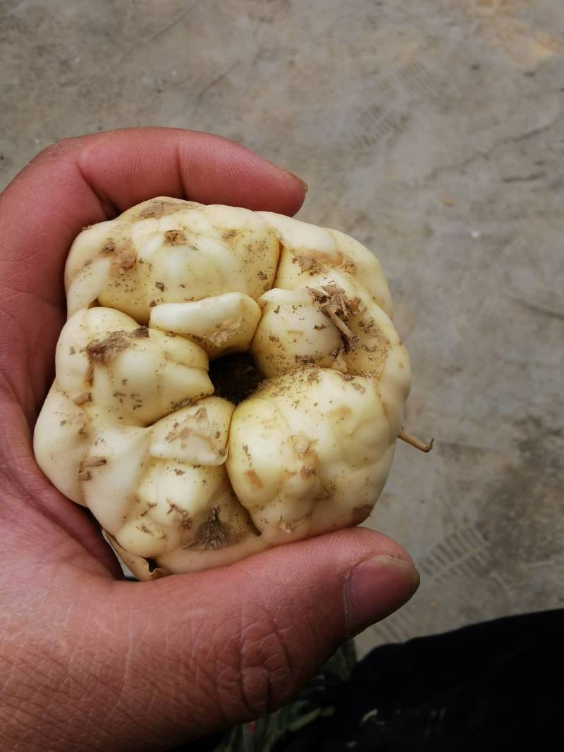 21年现挖新鲜蔬菜卷丹百合恩施富硒土地种植药食同源农产品