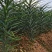 21年现挖新鲜蔬菜卷丹百合恩施富硒土地种植药食同源农产品