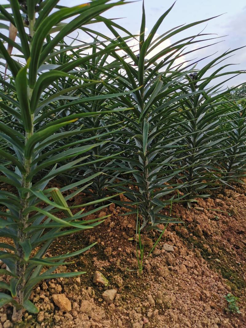21年现挖新鲜蔬菜卷丹百合恩施富硒土地种植药食同源农产品