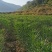 21年现挖新鲜蔬菜卷丹百合恩施富硒土地种植药食同源农产品