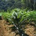21年现挖新鲜蔬菜卷丹百合恩施富硒土地种植药食同源农产品