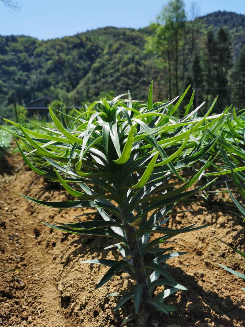 21年现挖新鲜蔬菜卷丹百合恩施富硒土地种植药食同源农产品