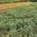 21年现挖新鲜蔬菜卷丹百合恩施富硒土地种植药食同源农产品