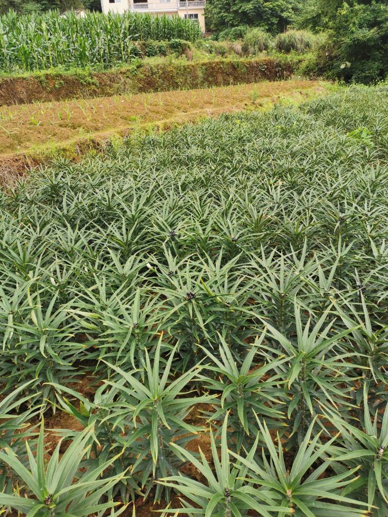 21年现挖新鲜蔬菜卷丹百合恩施富硒土地种植药食同源农产品
