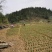 21年现挖新鲜蔬菜卷丹百合恩施富硒土地种植药食同源农产品