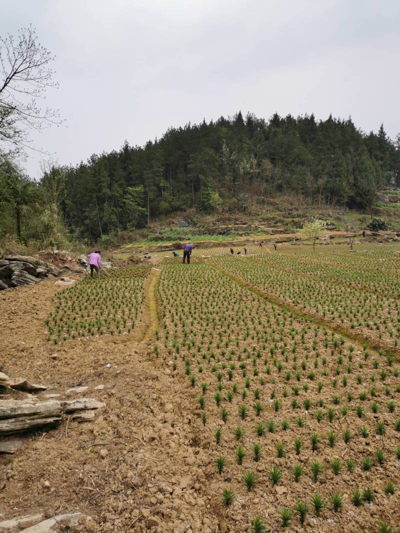 21年现挖新鲜蔬菜卷丹百合恩施富硒土地种植药食同源农产品