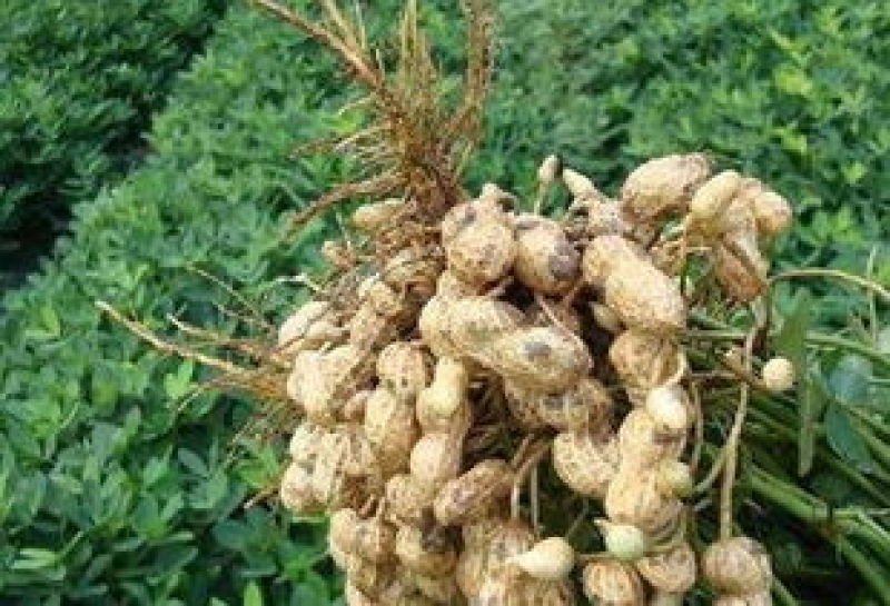 大量出售本地新鲜泥花生