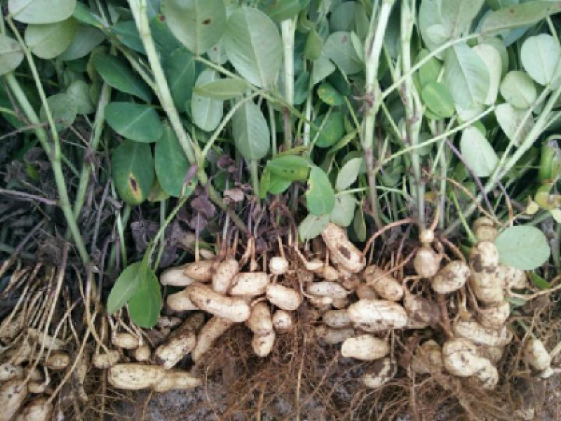 大量出售本地新鲜泥花生