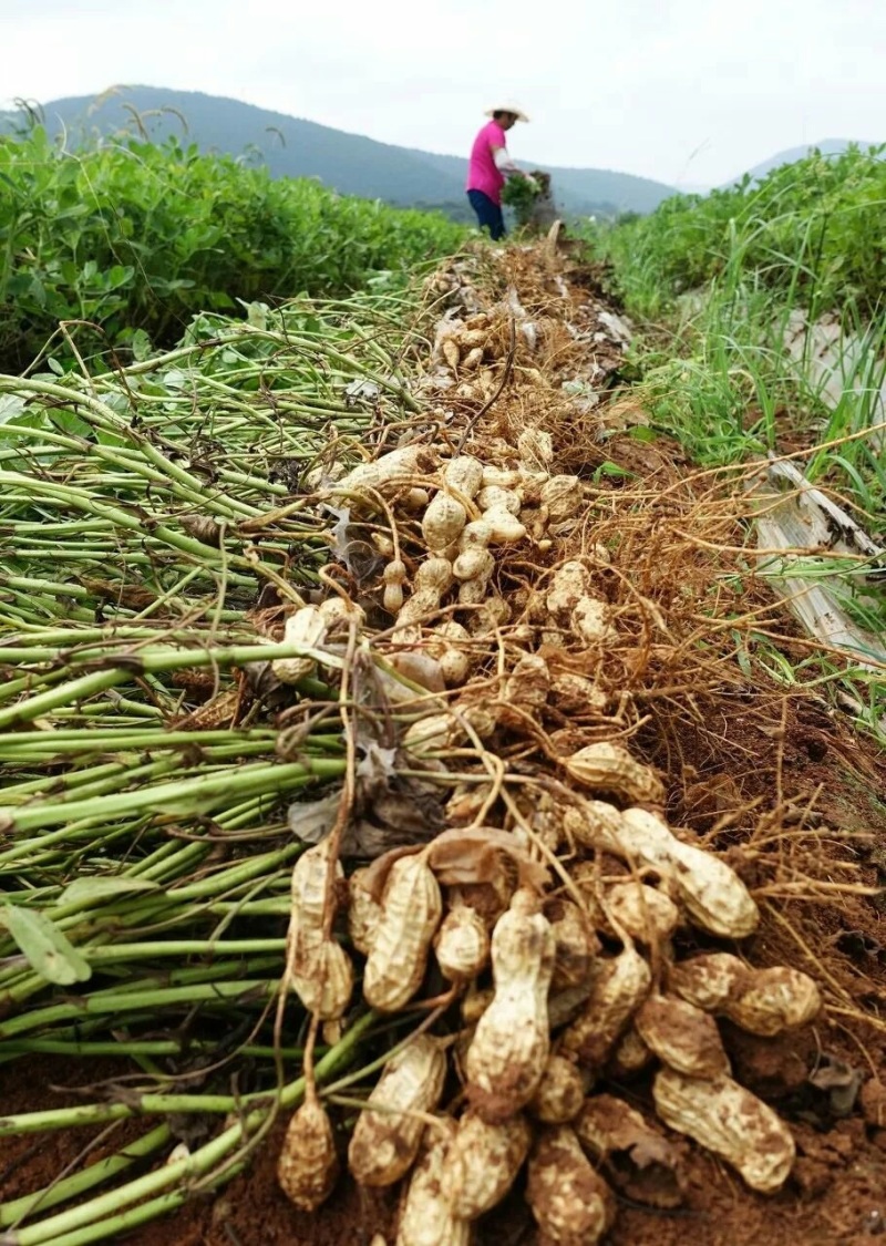 大量出售本地新鲜泥花生