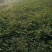 饶良镇董刚村花生，，南阳市社旗县