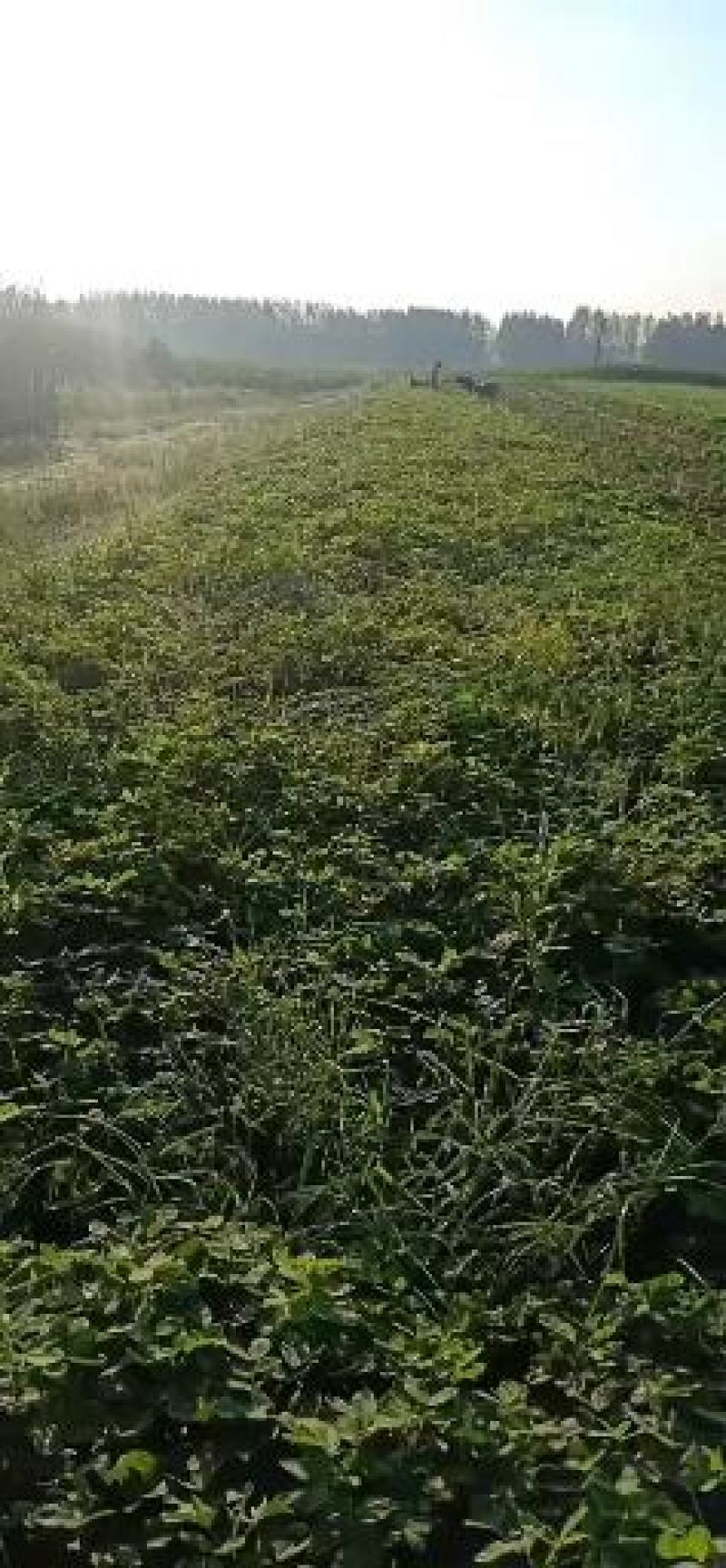 饶良镇董刚村花生，，南阳市社旗县