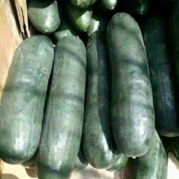 优质精品冬瓜，肉多口感