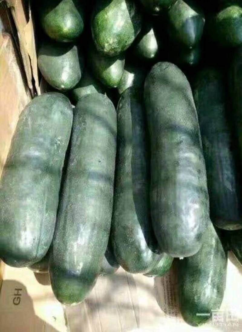 优质精品冬瓜，肉多口感