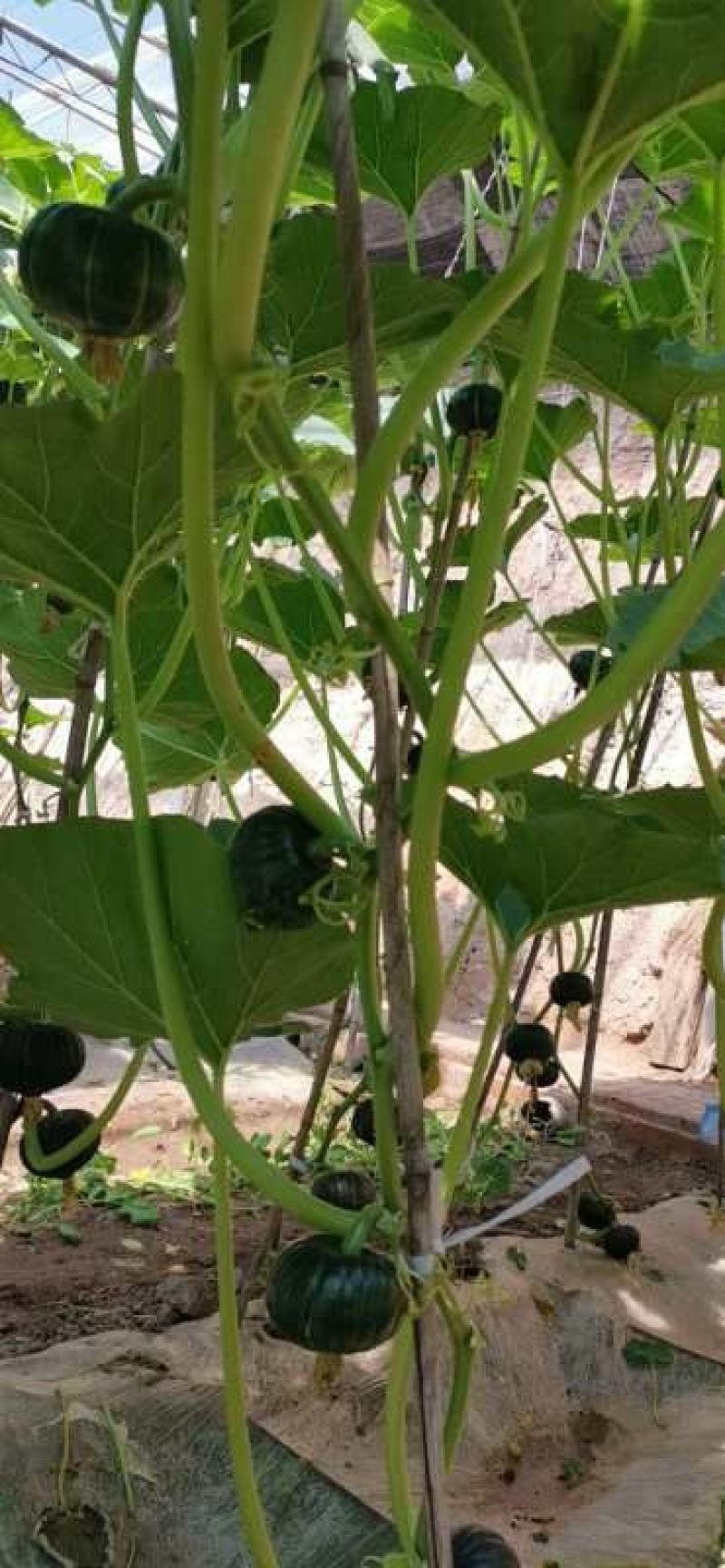 贝贝南瓜种子迷你小贝贝种子基地种植效果非常好品种子