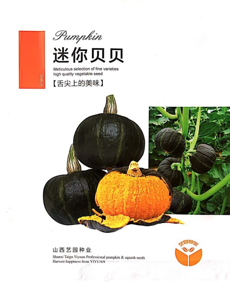 贝贝南瓜种子迷你小贝贝种子基地种植效果非常好品种子