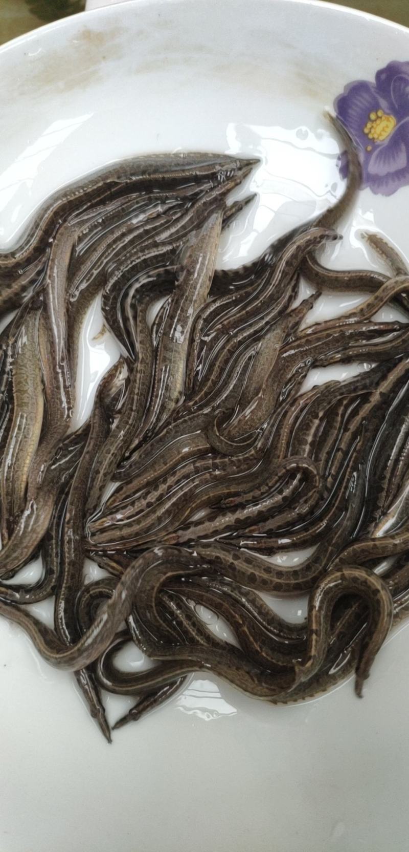 刺鳅鱼苗，！大量批发