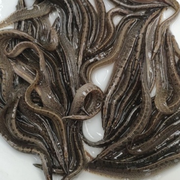 刺鳅鱼苗，！大量批发